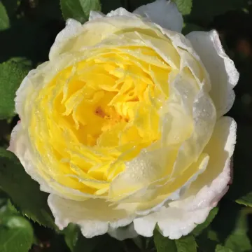 Schelefem
