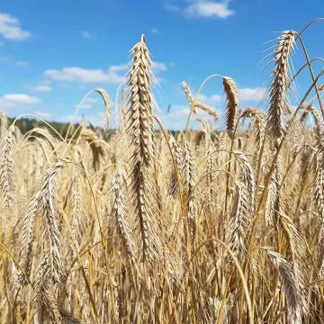 Гонелло
