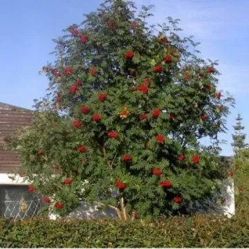Рубиновая