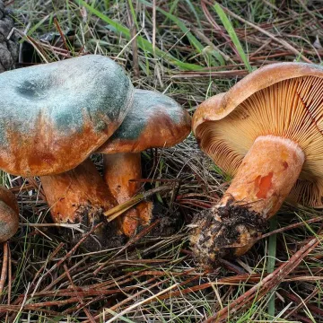 Велес