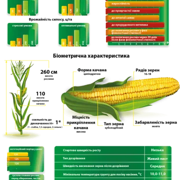 ДМС Жасмин