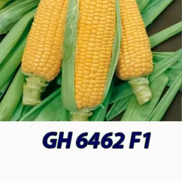 ГКС 6462 Ф1