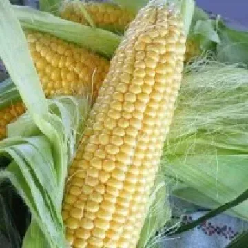 Услада