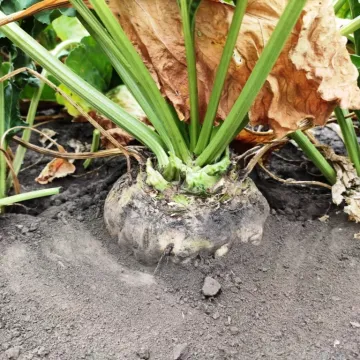 Мазеппа
