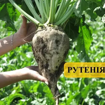 Мозаик