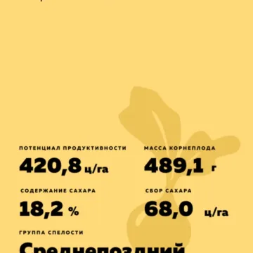 Ноель