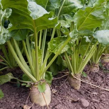 1008