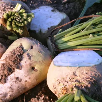 Тарас