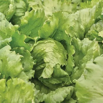 Айс Сиркл