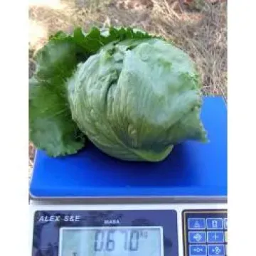 Стэлион