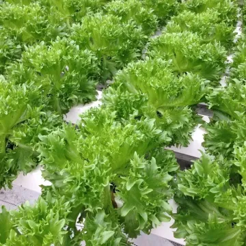 Веродита