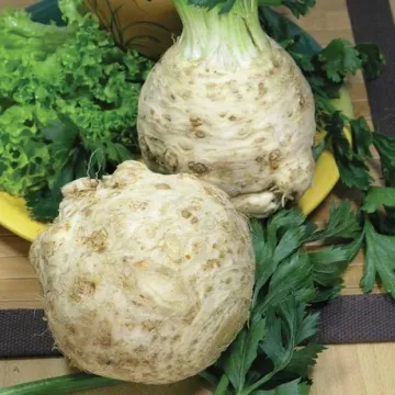 Корневой Грибовский