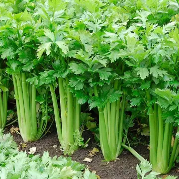 Паскаль