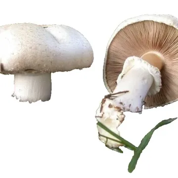 ФБ 29