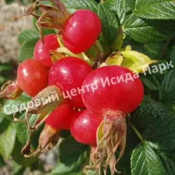 Колобок