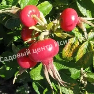 Мичуринский Юбилейный