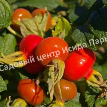 Тернейский
