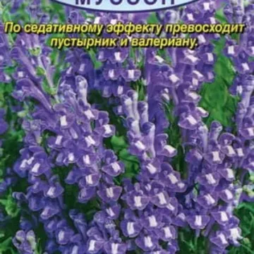 Муссон