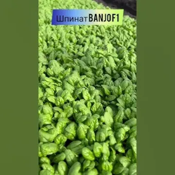 Банджо