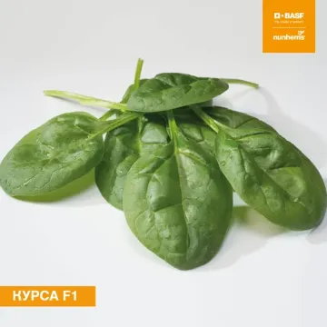 Курса