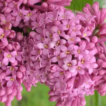 Гайавата