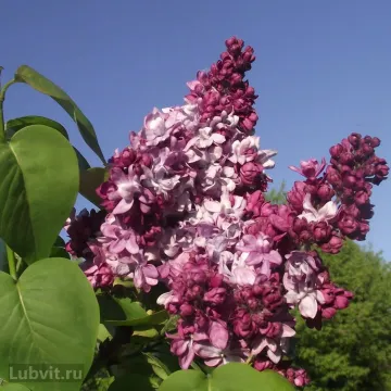 Маршал Малиновский