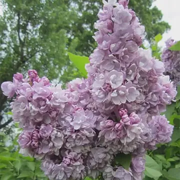 Михайло Ломоносов