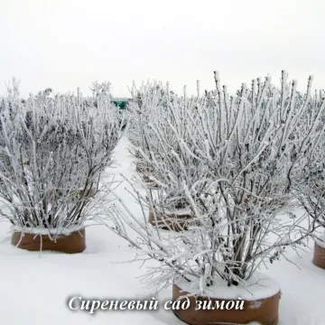 Первый Снег