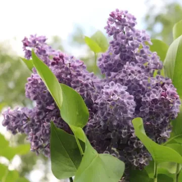 Синенький Скромный Платочек