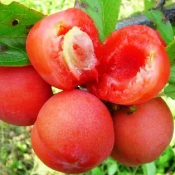 Лакомка