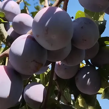 Ренклод Альтана