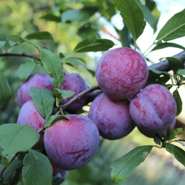 Ренклод Курсакова