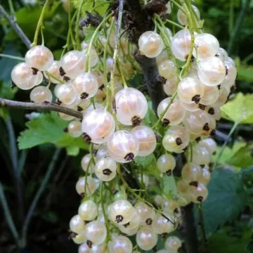 Белая фея (Алмазная)