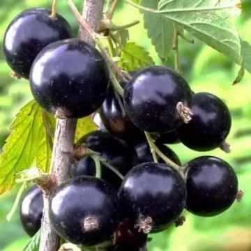 Бурая дальневосточная (Бурая Фаворской)