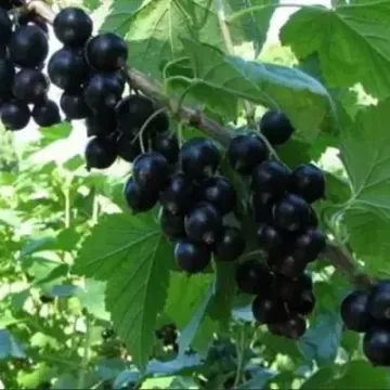 Детскосельская