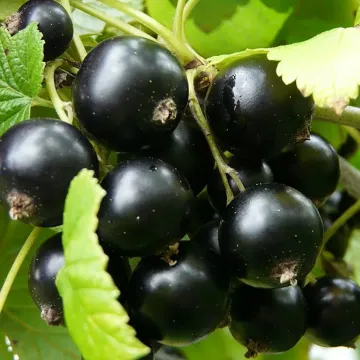 Кипиана