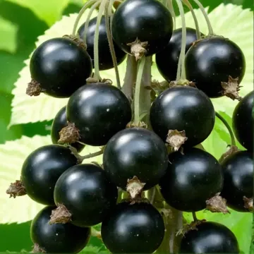Клуссоновская