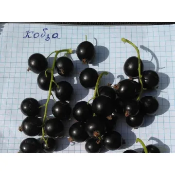 Kobza