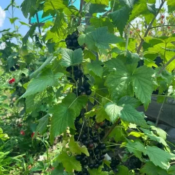 Ravkin's Blackcurrant
