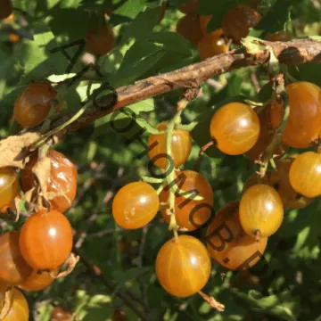 Сибірське Сонечко