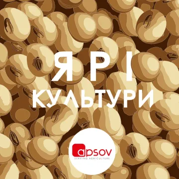 Елиде