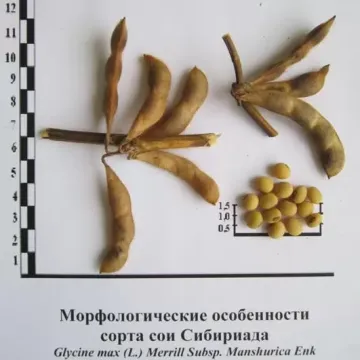 Сибириада