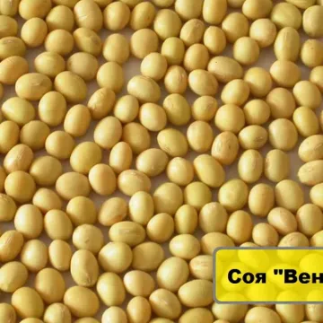 Венера