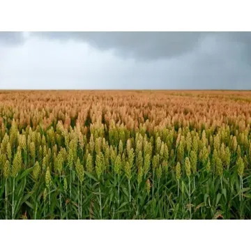 Капелло КС