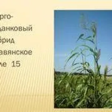 СЛАВЯНСКОЕ ПОЛЕ 15