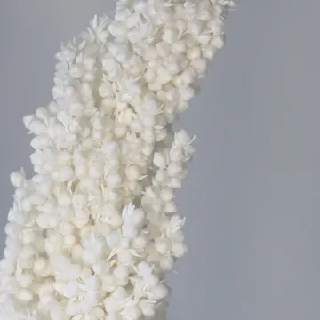 Сриблясте