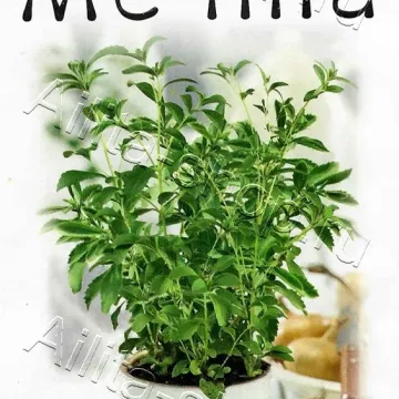 Мечта