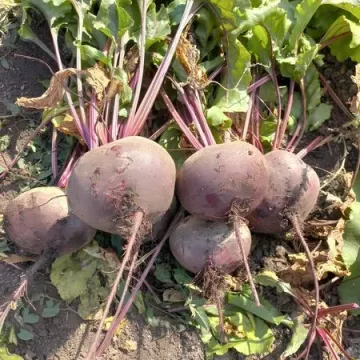 Цеппо
