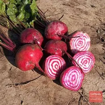 Воррио