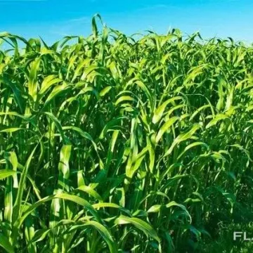 БРОДСКАЯ 2
